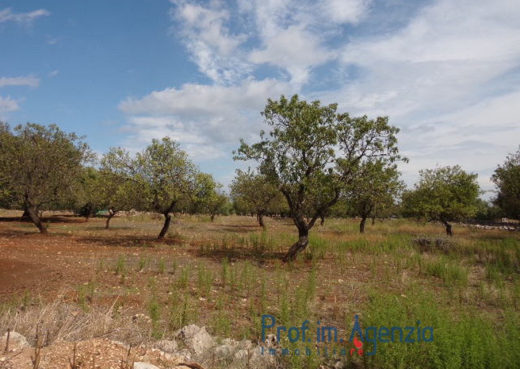 Sale Land plots with centuries-old olive groves Carovigno - A wonderful olive grove, very close to the sea Locality Agro di Carovigno