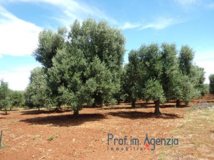 Interesting plot of land with olive grove, in a strategic area a few minutes to the sea