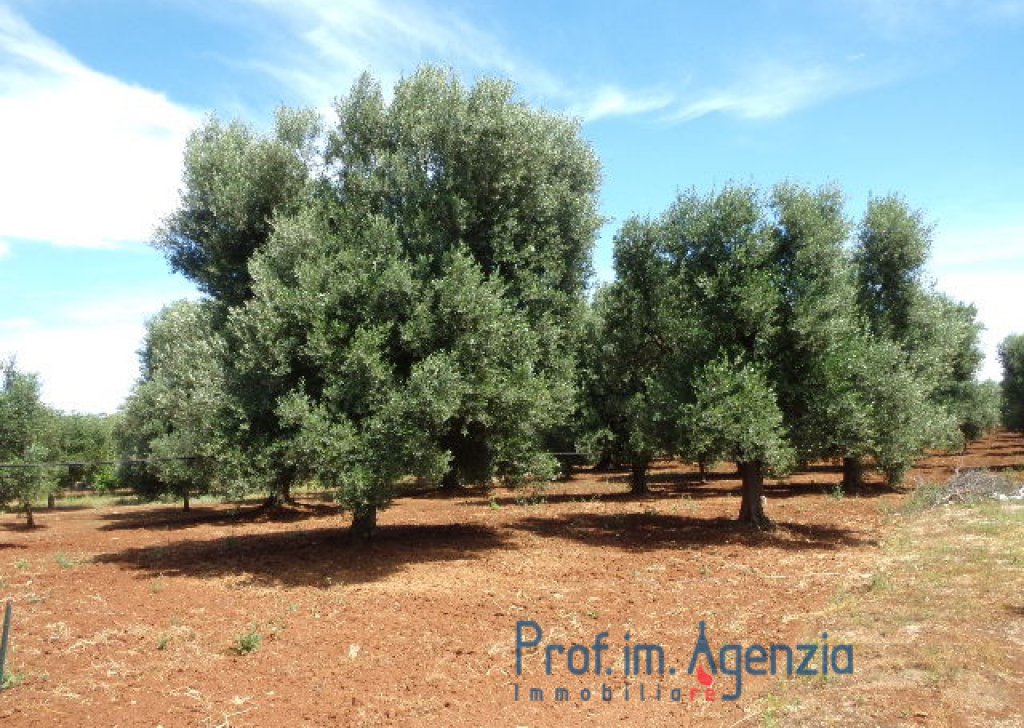 Sale Land plots with centuries-old olive groves Carovigno - Interesting plot of land with olive grove, in a strategic area a few minutes to the sea Locality Agro di Carovigno