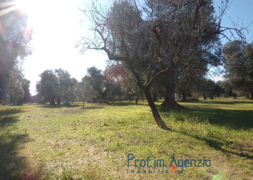 Vente Terrains avec oliviers sculaires  Carovigno - Terrain avec oliveraie centenaire Localité Agro di Carovigno