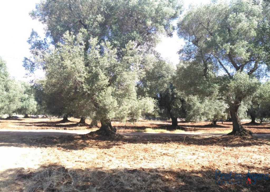 Verkauf Grundstcke mit jahrhundertenalten Olivenhaine Carovigno - Land mit jahrhundertealten Olivenhain Ortschaft Agro di Carovigno