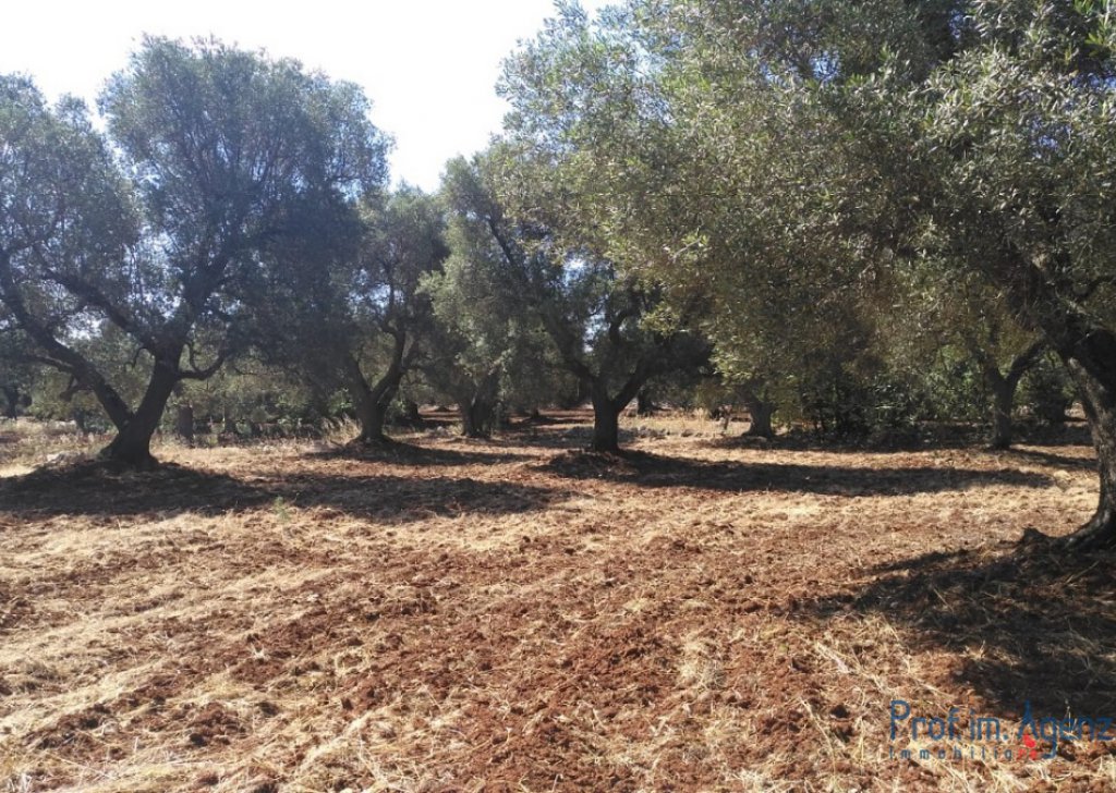 Sale Land plots with centuries-old olive groves Carovigno - Land with century-old olive grove Locality Agro di Carovigno