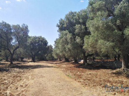 Land mit jahrhundertealten Olivenhain