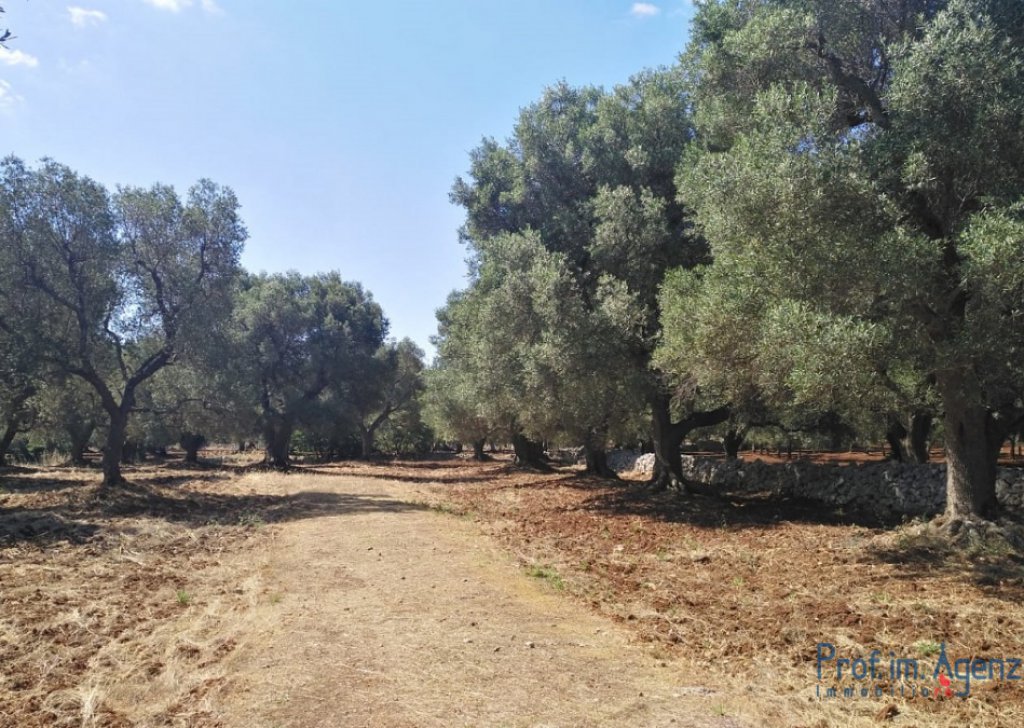 Sale Land plots with centuries-old olive groves Carovigno - Land with century-old olive grove Locality Agro di Carovigno