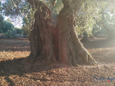 Land mit einem tausendjhrigen Olivenhain