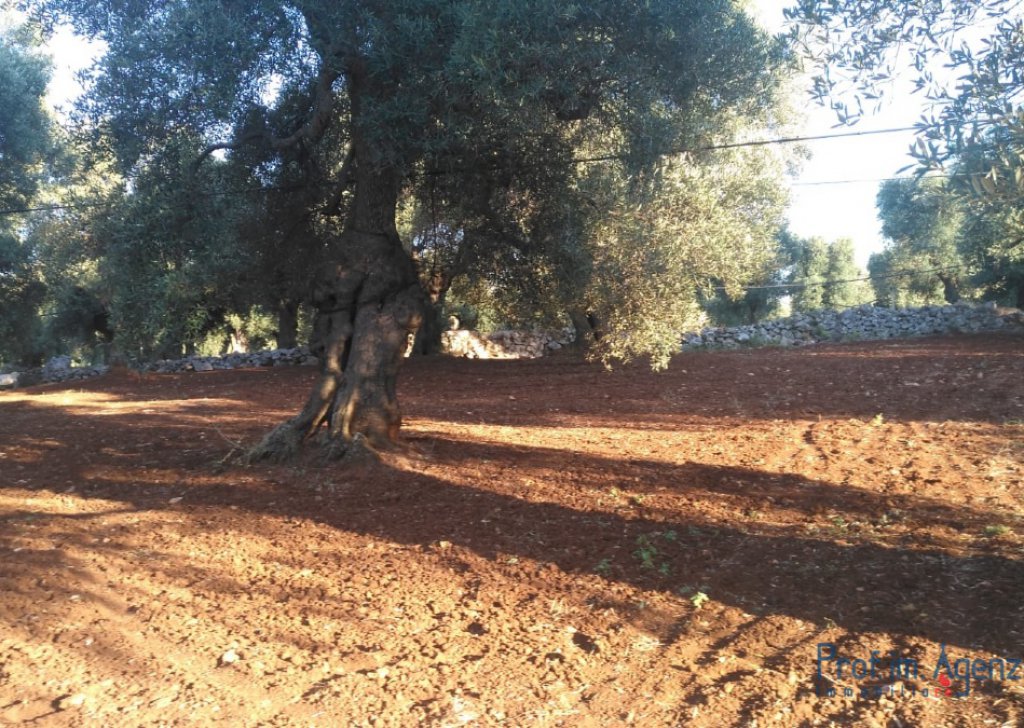 Sale Land plots with centuries-old olive groves Carovigno - Land with thousand-year-old olive grove  Locality Agro di Carovigno
