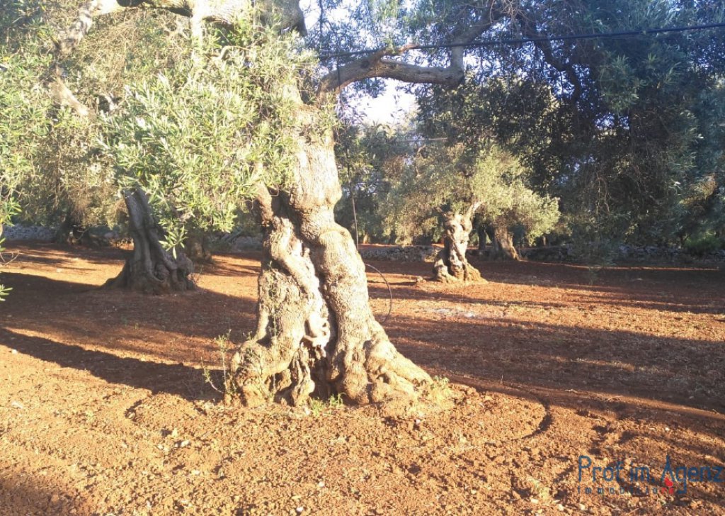 Sale Land plots with centuries-old olive groves Carovigno - Land with thousand-year-old olive grove  Locality Agro di Carovigno