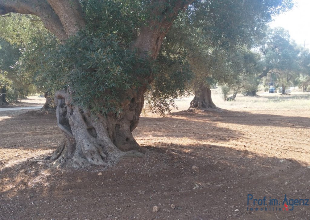 Sale Land plots with centuries-old olive groves Carovigno - Land with centuries-old olive grove Locality Agro di Carovigno