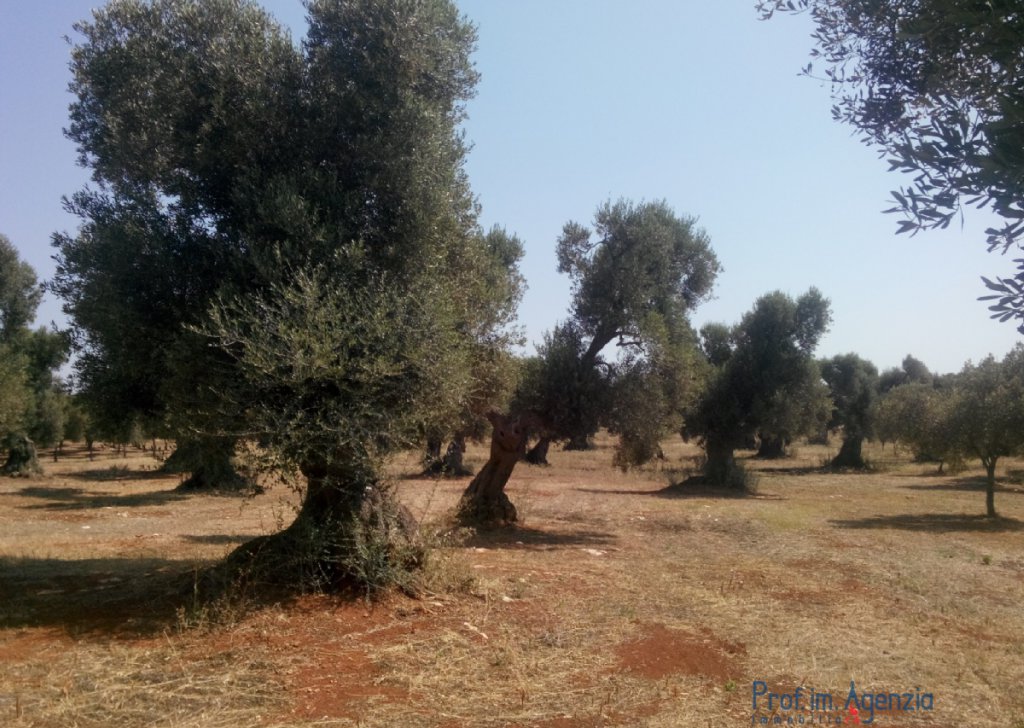 Sale Land plots with centuries-old olive groves Carovigno - Secular olive groves terrain Locality Agro di Carovigno