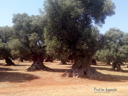 Secular olive groves terrain