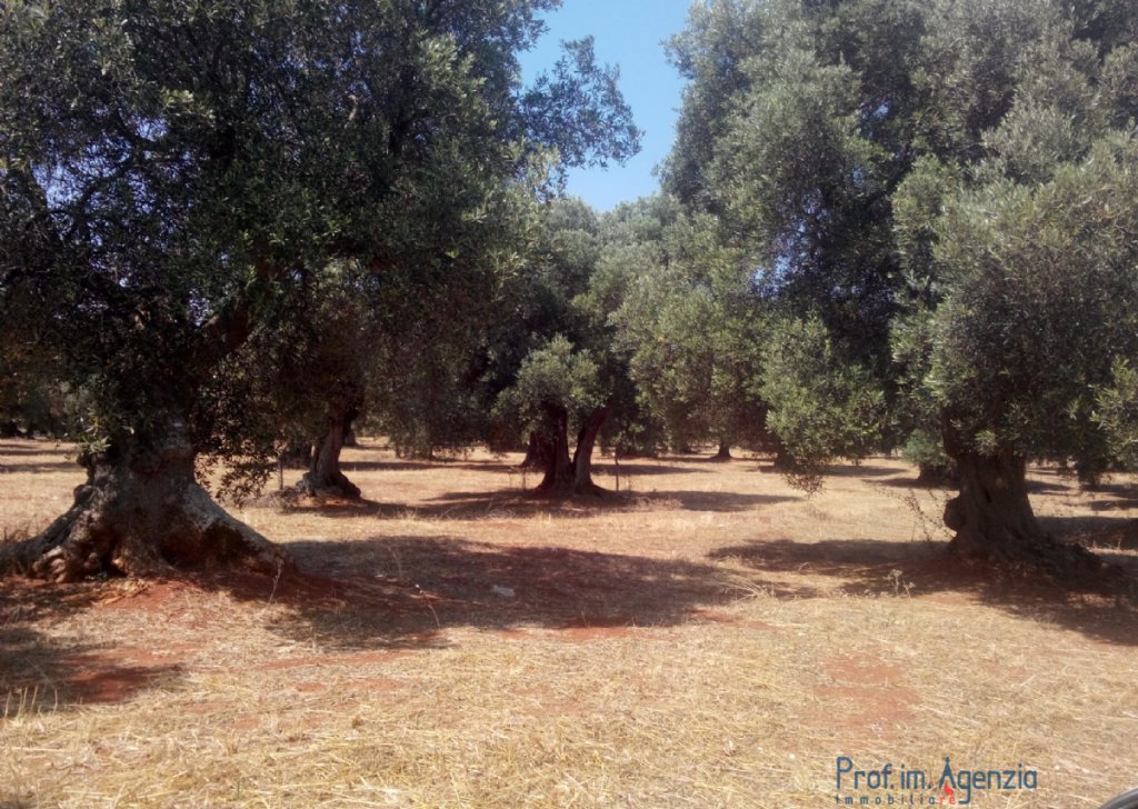 Sale Land plots with centuries-old olive groves Carovigno - Secular olive groves terrain Locality Agro di Carovigno