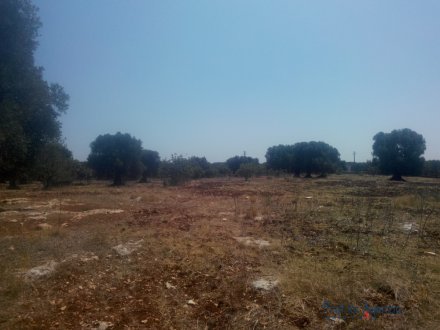 Beautiful wide flat land cultivated with old-centuries olive groves
