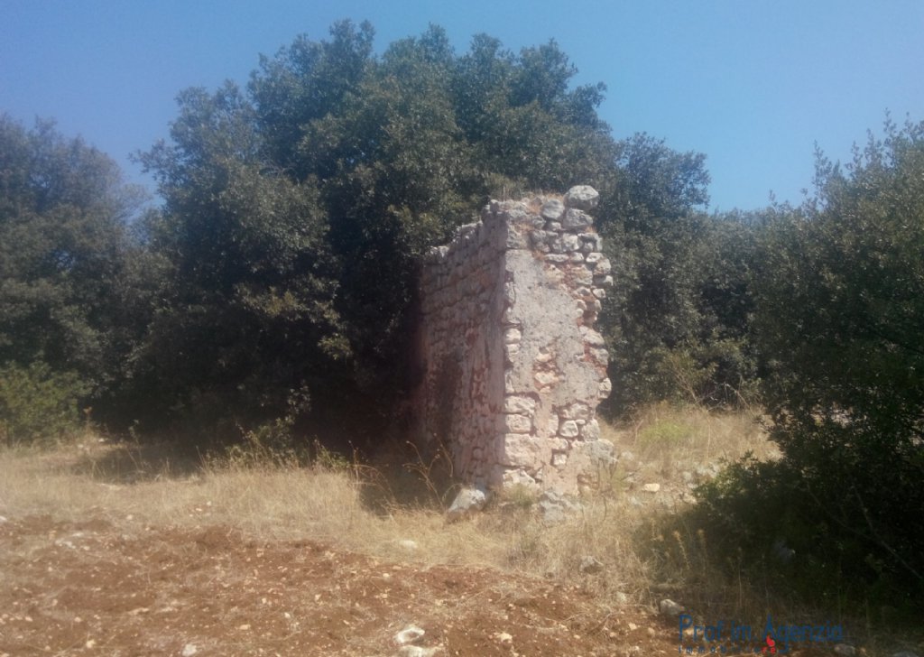 Sale Land plots with centuries-old olive groves Carovigno - Beautiful wide flat land cultivated with old-centuries olive groves Locality Agro di Carovigno