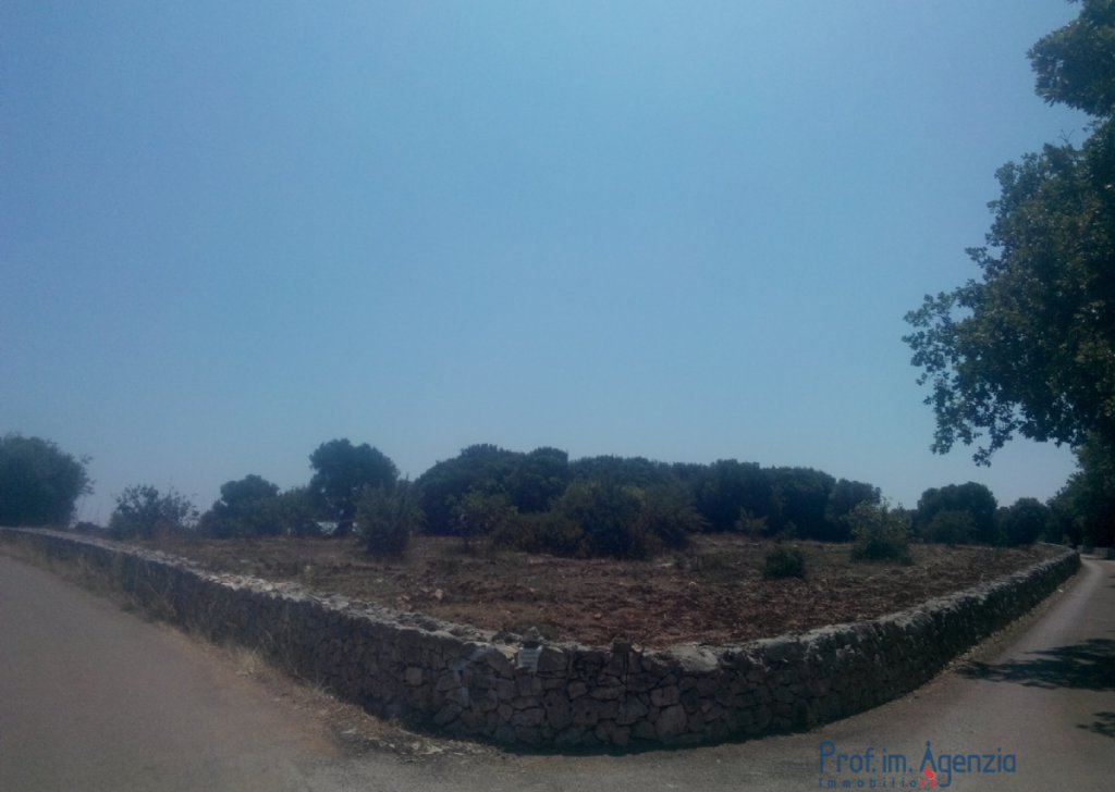 Sale Land plots with centuries-old olive groves Carovigno - Beautiful wide flat land cultivated with old-centuries olive groves Locality Agro di Carovigno