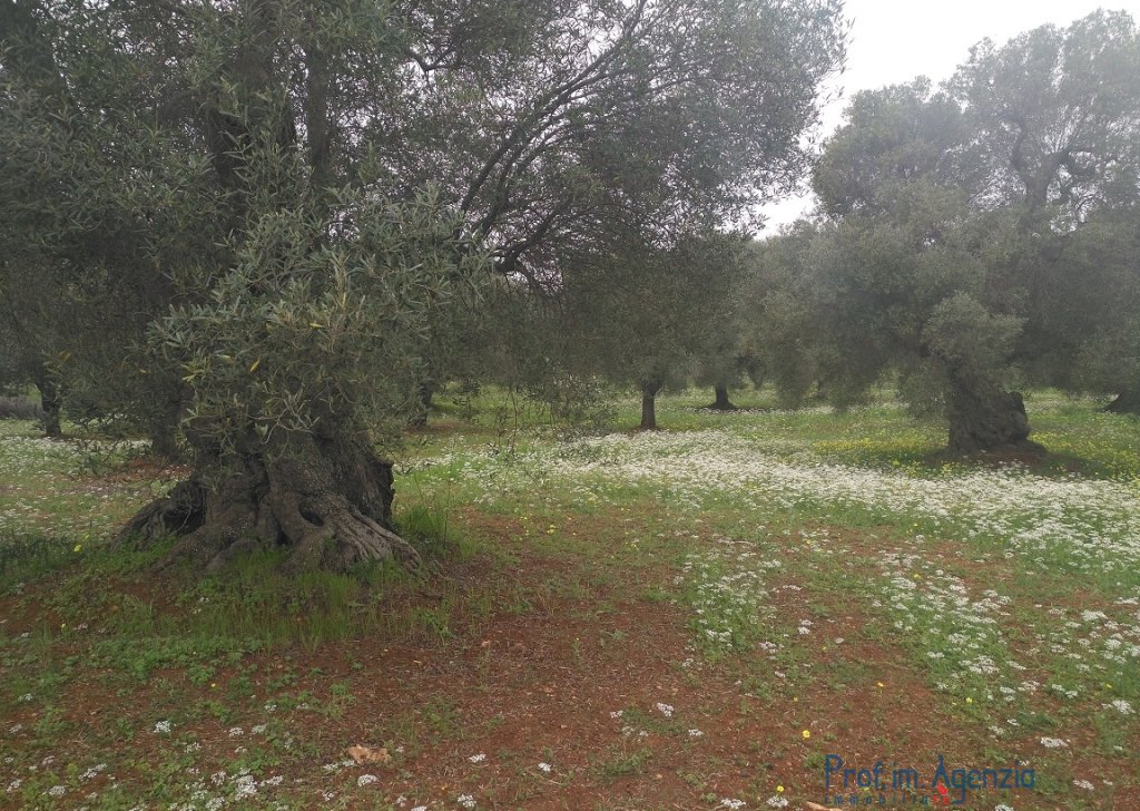 Sale Sea view plots of land Carovigno - Sea-view land with a thousand-year-old olive grove Locality Agro di Carovigno