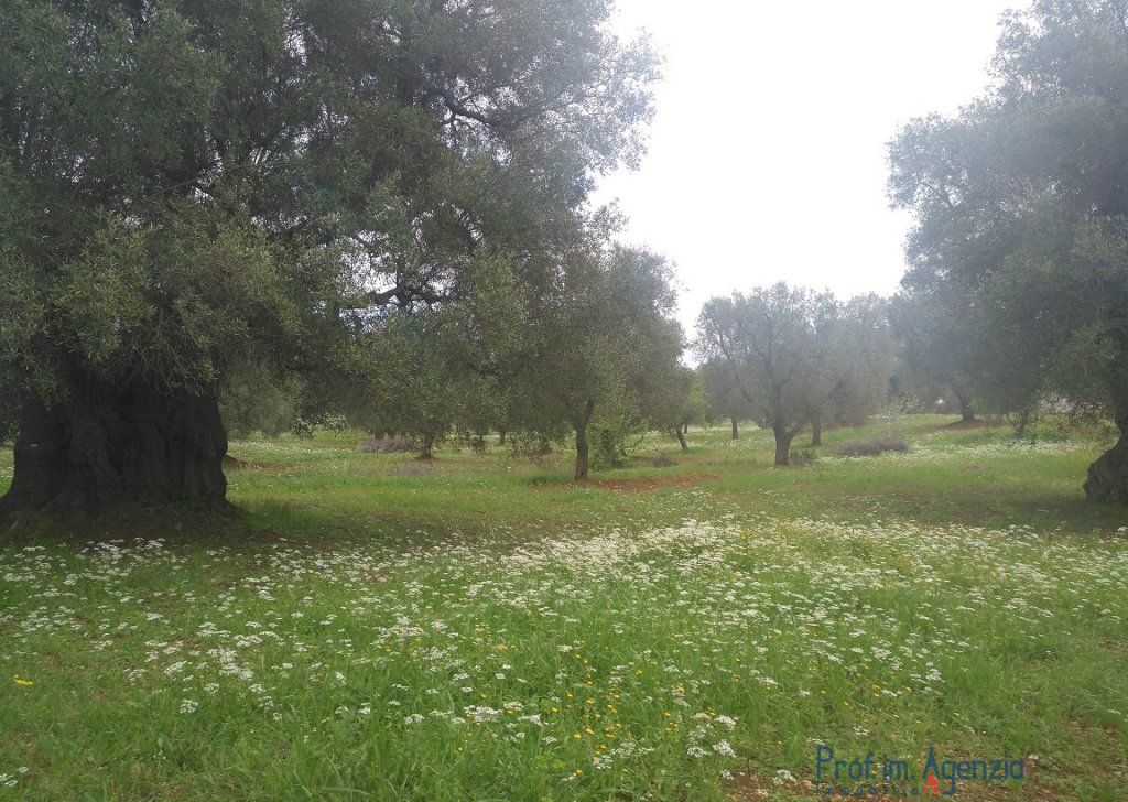 Sale Sea view plots of land Carovigno - Sea-view land with a thousand-year-old olive grove Locality Agro di Carovigno
