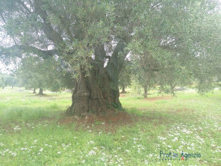Land Meerblick mit tausendjhrigen Olivenhain