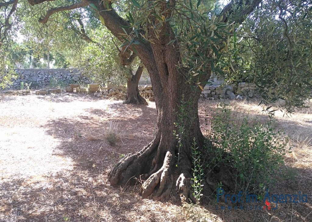 Sale Plots of land Carovigno - Vast  land with centuries-old olive grove Locality Agro di Carovigno