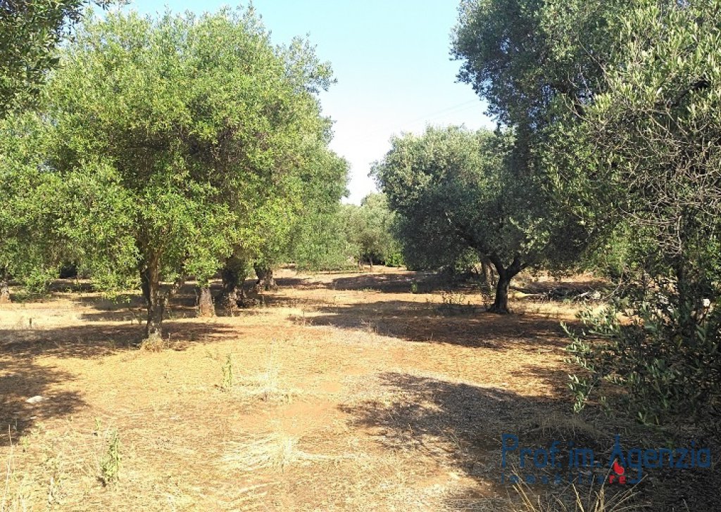Sale Plots of land Carovigno - Vast  land with centuries-old olive grove Locality Agro di Carovigno