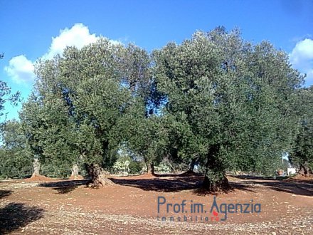 Interesting land with some beautiful an hundred years old olive trees