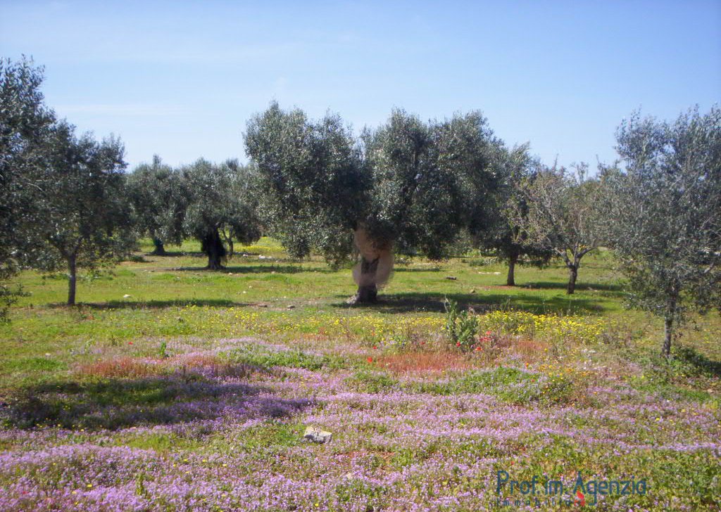 Sale Land plots with centuries-old olive groves Carovigno - Interesting flat land with beautiful olive and almond trees Locality Agro di Carovigno