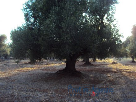 Beautiful plot of land with centuries-old olive grove