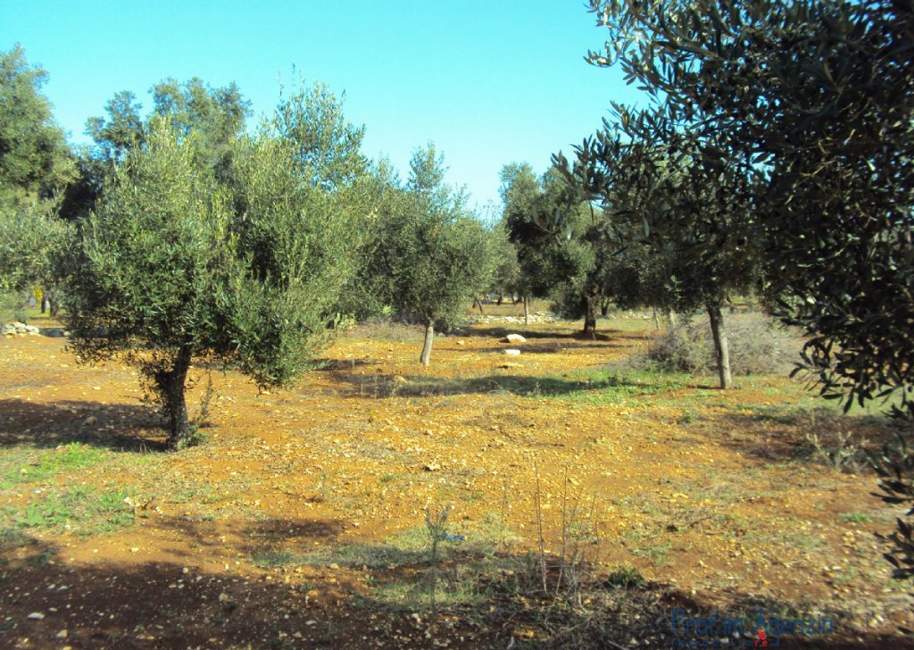 Sale Sea view plots of land Carovigno - Fascinating plot of land with sea view,olive grove, orchard vestiges of trullo and tank Locality Agro di Carovigno