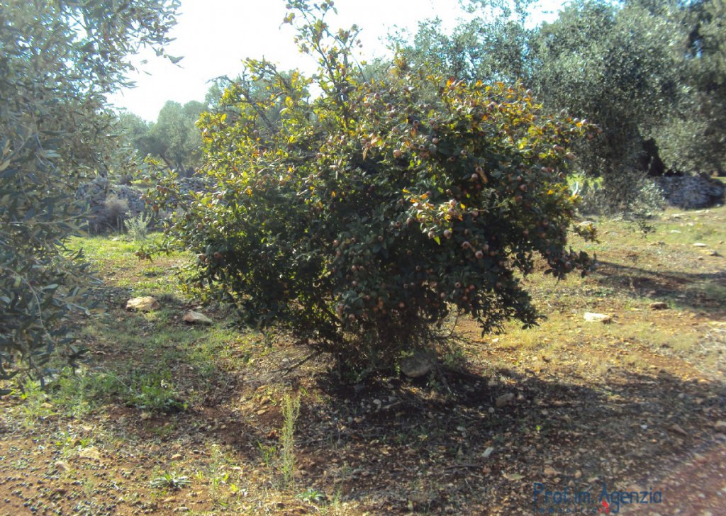 Sale Sea view plots of land Carovigno - Fascinating plot of land with sea view,olive grove, orchard vestiges of trullo and tank Locality Agro di Carovigno
