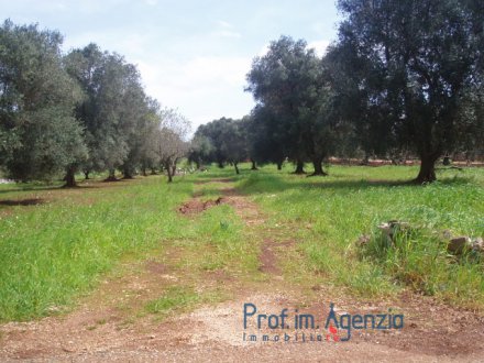 Land with olive grove