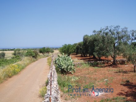 Beautiful sea view plot of land, with an old-centuries olive grove.