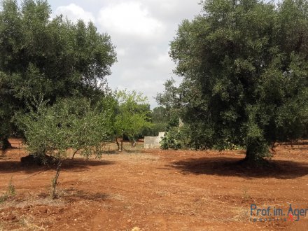 Land mit jahrhundertealten Olivenhain