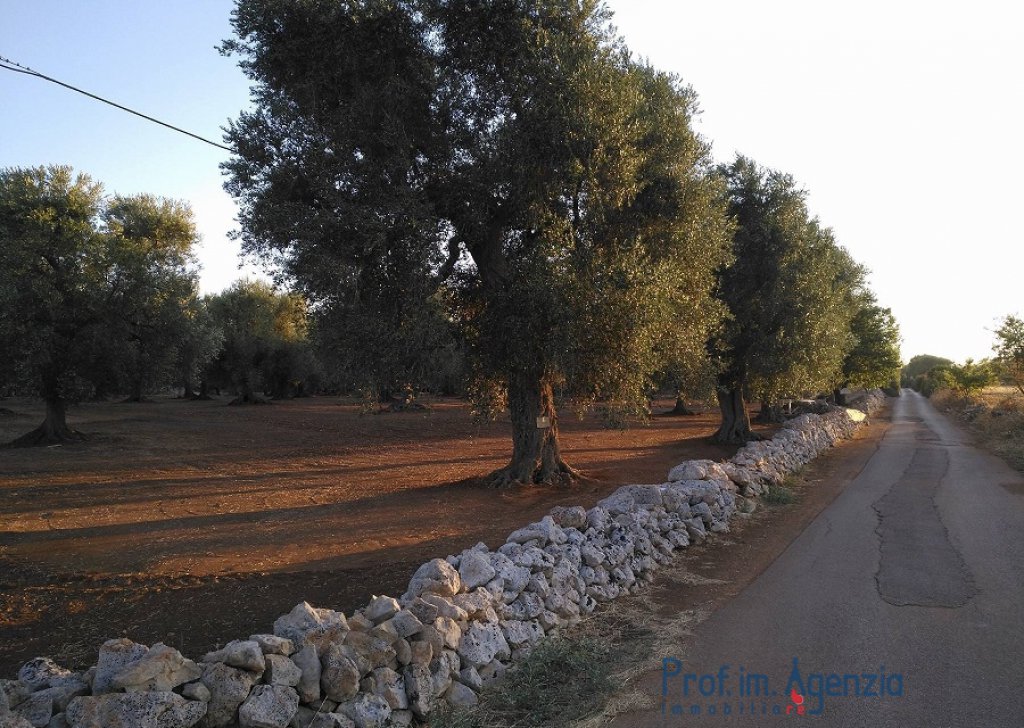 Vente Terrains avec oliviers sculaires  S. Vito dei N. - Olivier sculaire Localité Agro di San Vito dei Normanni