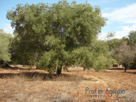 A beautiful land cultivated with old centuries olive grove 