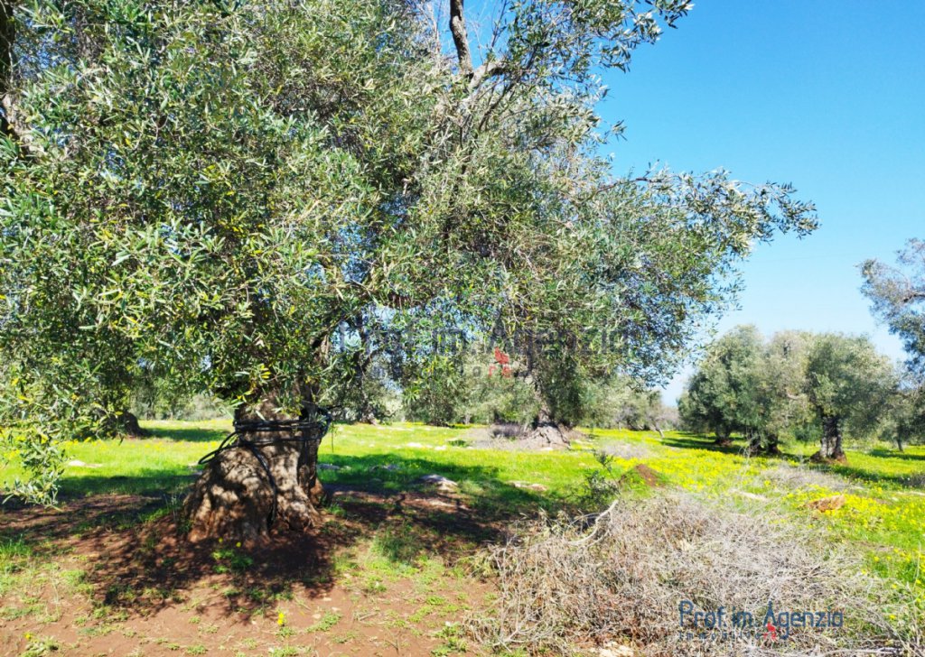 Sale Land plots with centuries-old olive groves Carovigno - Secular olive grove Locality Agro di Carovigno