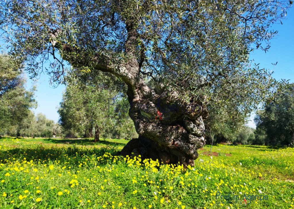 Sale Land plots with centuries-old olive groves Carovigno - Secular olive grove Locality Agro di Carovigno