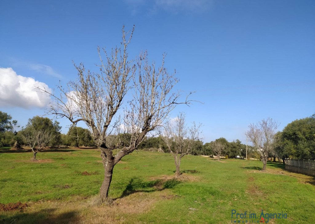 Vente Terrains avec oliviers sculaires  S. Vito dei N. - Terrain avec oliveraie sculaire et bauche de projet Localité Agro di San Vito dei Normanni