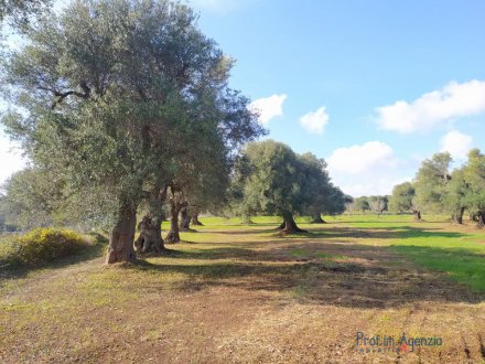 Land with centuries-old olive grove and draft project