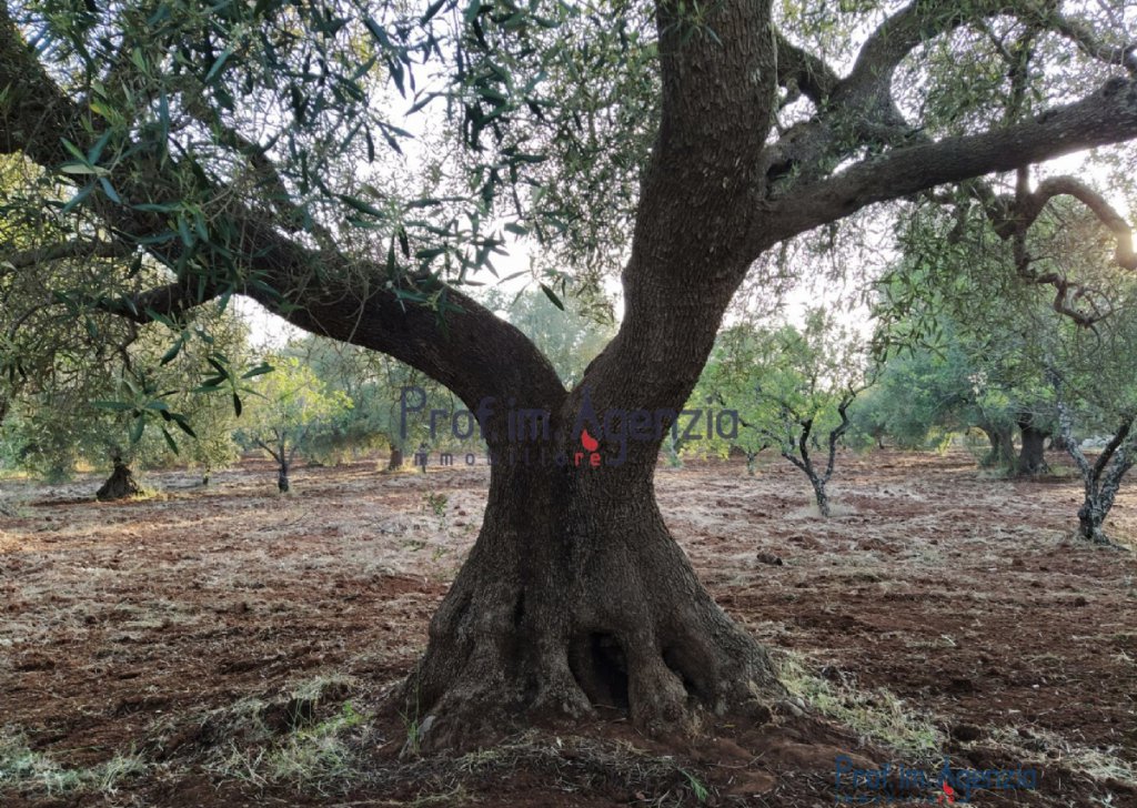 Sale Land plots with centuries-old olive groves Ostuni - Land with olive grove Locality Agro di Ostuni
