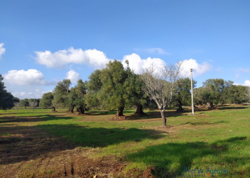 Vente Terrains avec oliviers sculaires  S. Vito dei N. - Terrain avec oliveraie sculaire et bauche de projet Localité Agro di San Vito dei Normanni