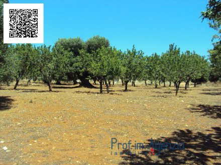 Beautiful plot of land sea view with old-centuries olive grove