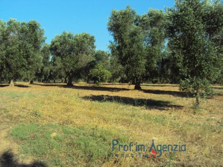 Excellent land flat with centuries-old olive grove and fruit trees
