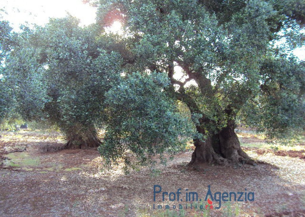Sale Land plots with centuries-old olive groves Carovigno - Land with centuries-old olive grove Locality Agro di Carovigno
