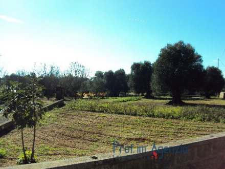 Plot of land of centuries old olive grove with approved project