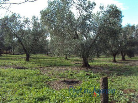 Excellent land cultivated with an almond grove of about 20 olive trees