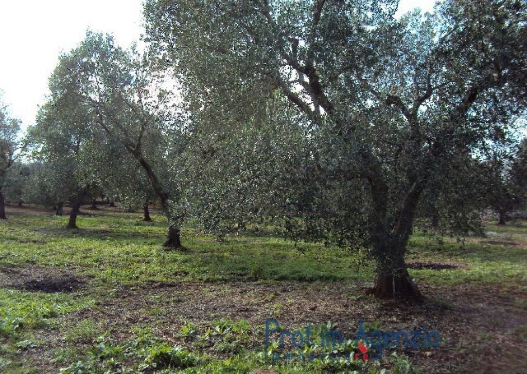 Sale Plots of land Carovigno - Excellent land cultivated with an almond grove of about 20 olive trees Locality Agro di Carovigno