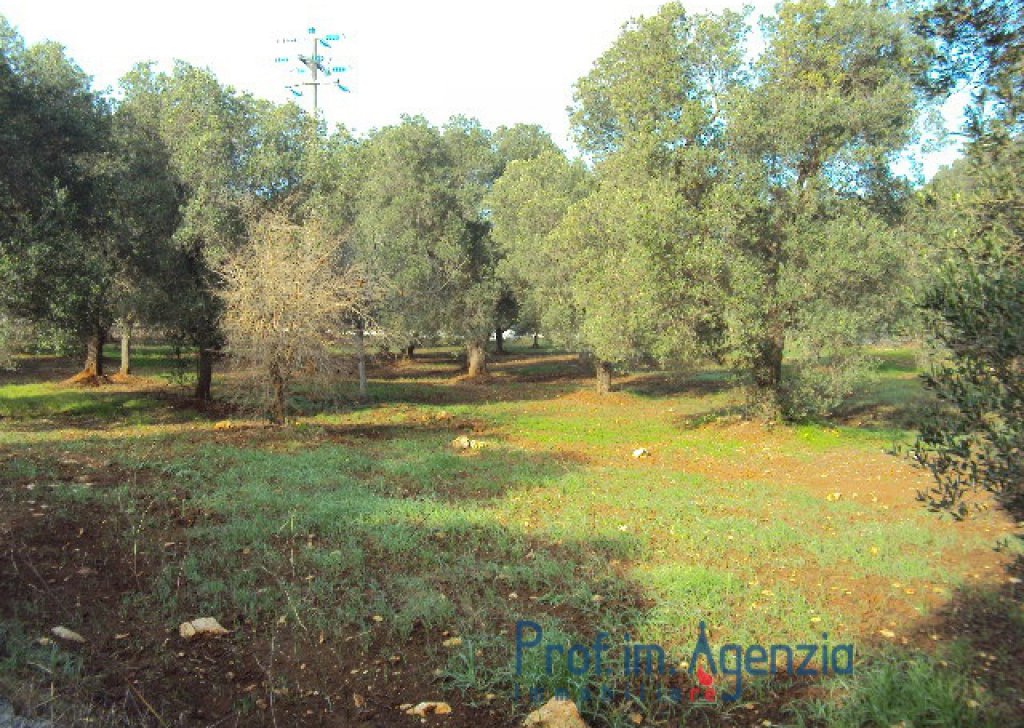 Sale Land plots with centuries-old olive groves Ostuni - Land with olive trees of about 12.000 sqm Locality Agro di Ostuni
