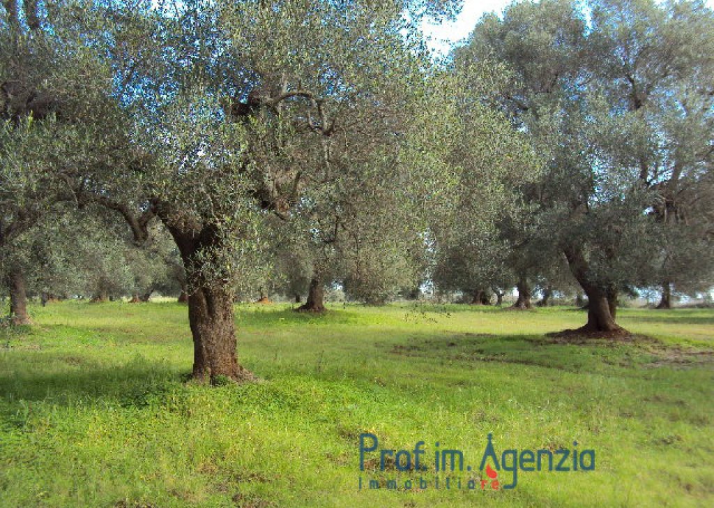 Sale Land plots with centuries-old olive groves Carovigno - Land with beautiful centuries-old olive groves  Locality Agro di Carovigno