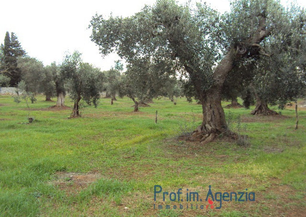 Sale Land plots with centuries-old olive groves Carovigno - Panoramic land with centuries-old olive trees  Locality Agro di Carovigno