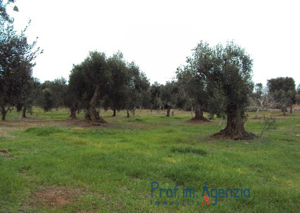 Sale Land plots with centuries-old olive groves Carovigno - Panoramic land with centuries-old olive trees  Locality Agro di Carovigno