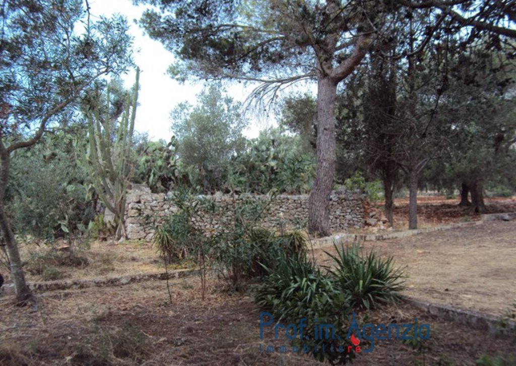 Sale Trulli to be restored/expanded San Michele S. - Pretty Trullo on a plot of land of olive grove, orchard and almond trees Locality Agro di San Michele Salentino